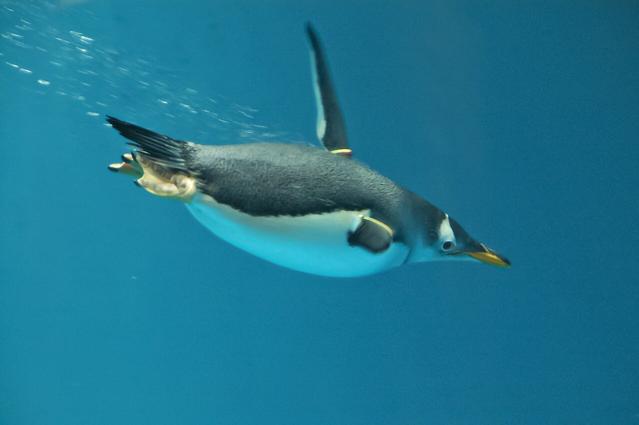 Nagasaki Penguin Aquarium